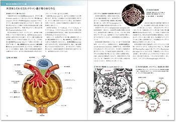 霧の摩周湖　裁断済 カラー図解 人体の正常構造と機能 改訂第5版 カラー図解 人体の正常構造と機能 第7巻 血液・免疫・内分泌